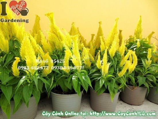 Cây Hoa Mào Gà Đuốc Tết (Cao: 40cm – Ms: 05425)