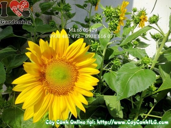 Cây Hướng Dương (Cao: 1.5m – Ms: 05429)