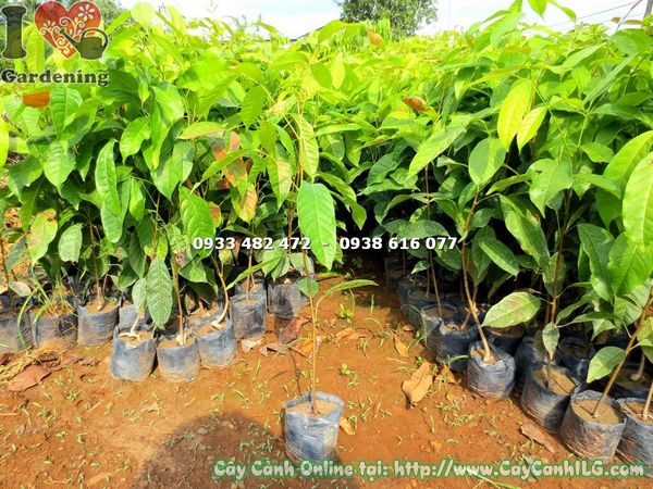 Cây Dái Ngựa Giống (Cao 50cm – Ms: 18174)
