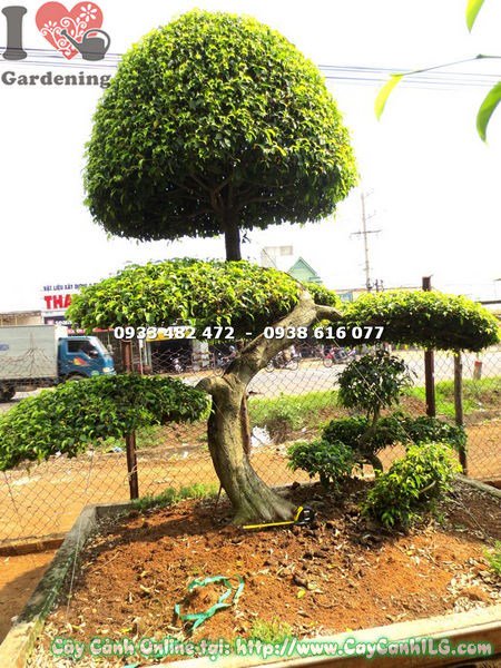 Cây Sanh Bonsai Kiểng Cổ Dáng Phụ Tử (Cao 2m – Ms: 18279 )