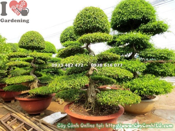 Cây Sanh Bonsai Kiểng Cỡ Trung (Cao 2m – Ms: 18280)
