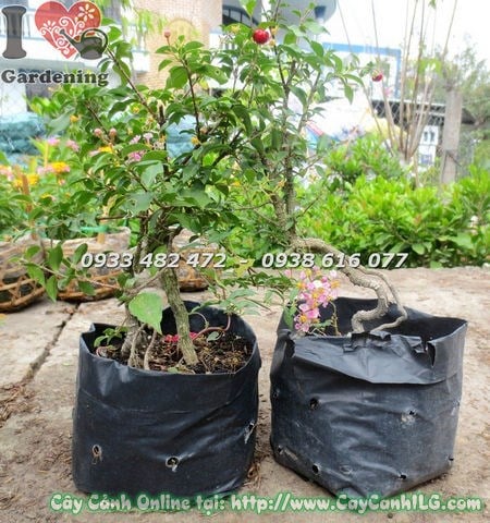 Cây Sơ Ri Kiểng Có Trái (Cao 20cm – Ms: 18877)