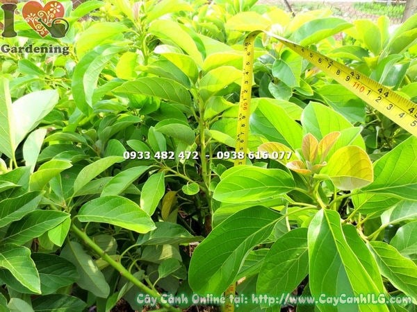 Cây Bơ Bi Giống (Cao 1m – Ms: 17899)