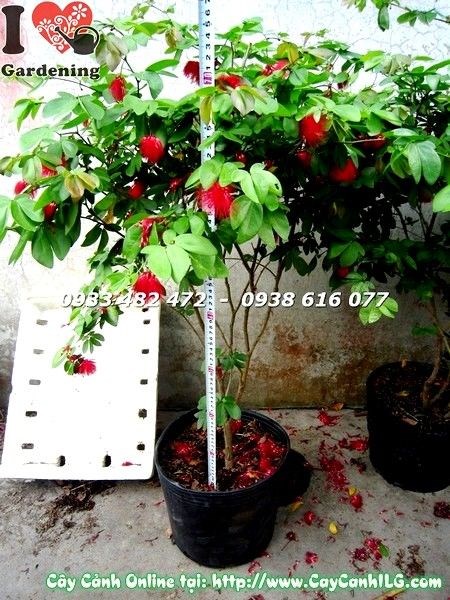 Cây Diệp Lào (cao 77cm – Ms: 19219)