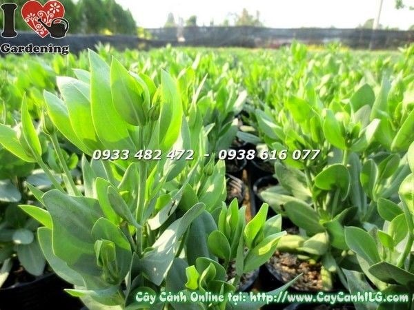 Cây Hoa Cát Tường Chậu Lớn ( Ms: 19245)