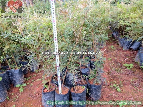Cây Ngân Hoa Giống (70cm – Ms: 17366)