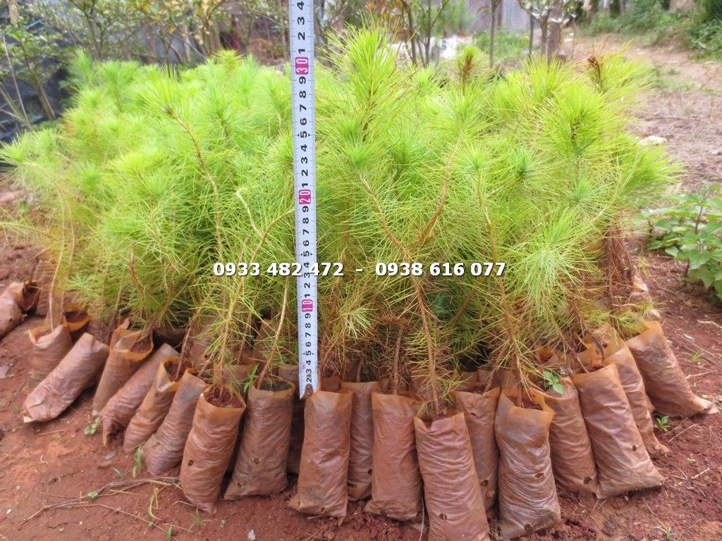 Cây Thông Ba Lá Giống (Cao 25cm – Ms: 17350 )
