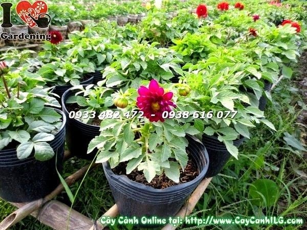 Cây Thược Dược Lùn ( Cao 20cm – Ms: 19260)