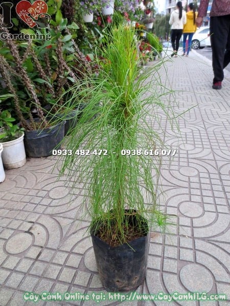 Cây Thông Ba Lá Giống (Cao 40cm – Ms: 17351)