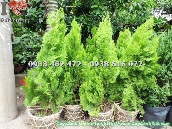 Cây Trắc Bách Diệp (Cao 1m – Ms: 17446)