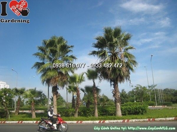 Cây Kè Washington (Cao 7m, Lóng 5m – Ms: 24944)