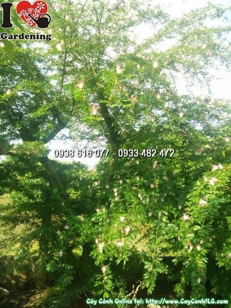 Cây Hoa Kiều Hùng Hồng (Cao 3m – Ms: 24982)