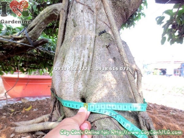 Cây Sanh Cắt Tầng Kiểng Cổ (Cao 2m5 – Ms: 18281)