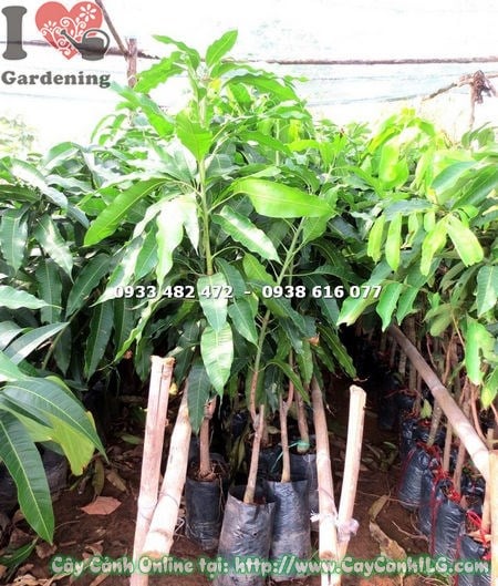 Cây Xoài Cát Hòa Lộc Giống (Cao 90cm – Ms: 18308)