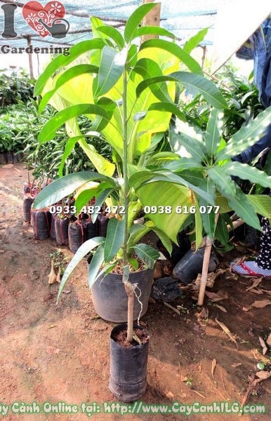 Cây Xoài Đài Loan Giống (Cao 90cm – Ms: 18309)