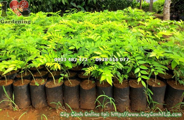 Cây Sưa Giống (Cao 20cm – Ms: 18310)