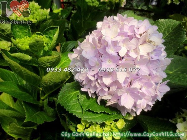 Cây Hoa Cẩm Tú Cầu ( Cao 40cm – Ms: 18341)