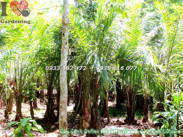 Cây Cọ Dầu (Cao 3m – Ms:18337 )