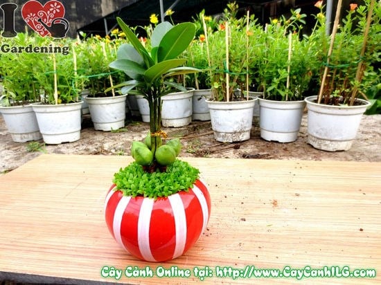 Cây May Mắn (Cao 10cm – Ms: 04328)