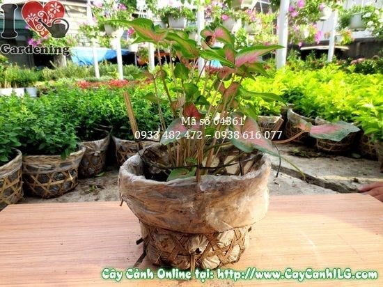 Cây Môn Lá Đỏ (Cao 15cm – Ms: 04361)