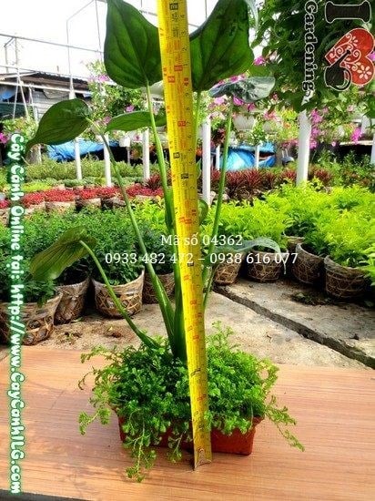 Cây Môn Lá Tim Chậu Rêu (Cao 40cm – Ms: 04362)