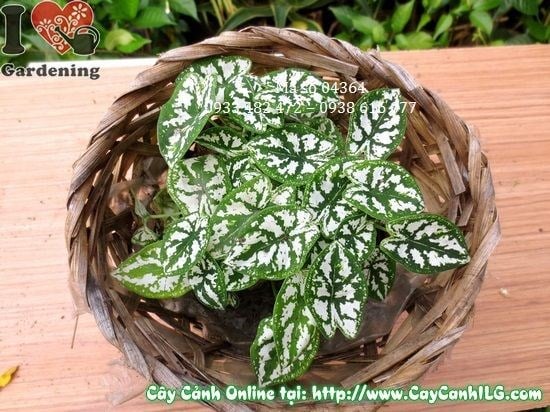 Cây Môn Trắng (Cao 10cm – Ms: 04364)