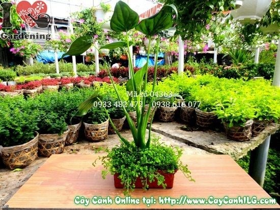 Cây Môn Tai Phật (Cao 40cm – Ms: 04363)