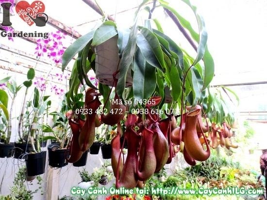 Cây Nắp Ấm (Cao 20cm – Ms: 04365)