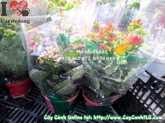 Cây Hoa Sống Đời Đơn, Kép (Cao: 20cm – Ms: 05431)