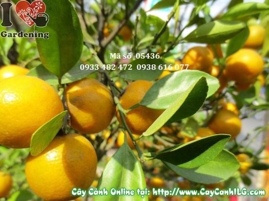 Cây Tắc Hà Nội (Cao: 50cm – Ms: 05436)