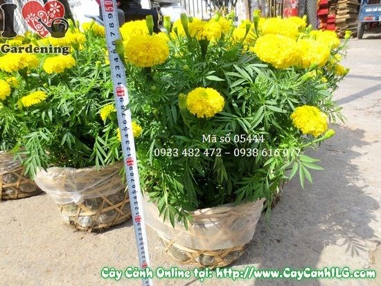 Cây Hoa Cúc Vạn Thọ Lớn (Cao: 35cm – Ms: 05444)