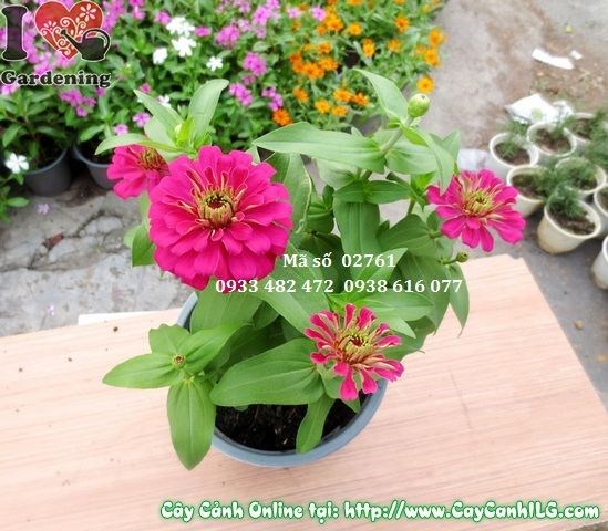 Cung Cấp Cây Cảnh Để Bàn
