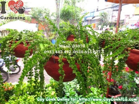 Cung Cấp Chậu Đất Trồng Cây