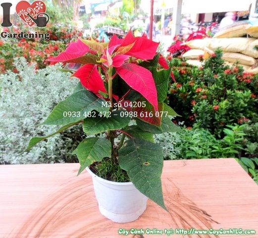 Cây Hoa Trạng Nguyên (Cao 35cm – Ms: 04205)