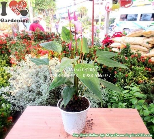 Cây Hồng Môn Hoa Tím (Cao 30cm – Ms: 04206)