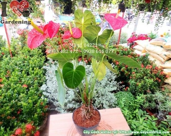 Cây Huyết Môn Lớn (Cao 45cm – Ms: 04221)