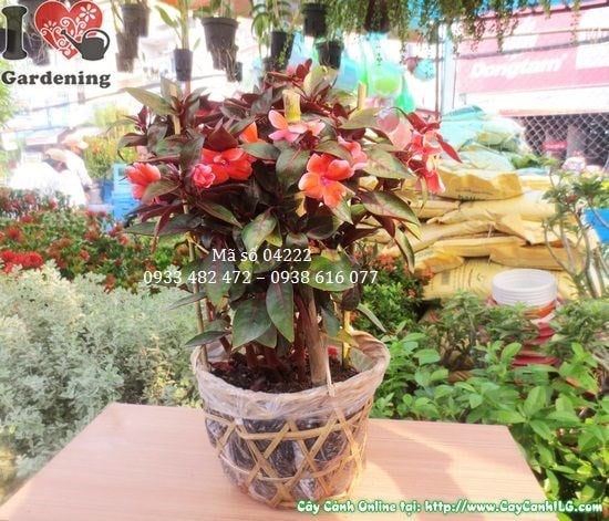 Cây Mai Địa Thảo (Cao 30cm – Ms: 04222)