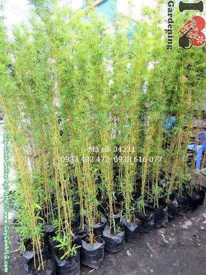 Cây Trúc Quân Tử (Cao 1,6m – Ms: 04231)
