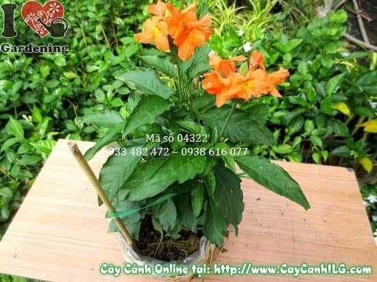 Cây Kim Đồng Cam (Cao 30cm – Ms: 04322)