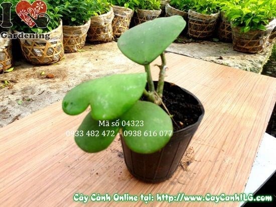 Cây Lá Trái Tim (Cao 5cm – Ms: 04323)