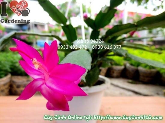 Cây Lan Huỳnh (Cao 15cm – Ms: 04324)