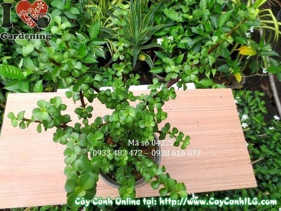 Cây Linh Sam Đà Lạt (Cao 30cm – Ms: 04325)