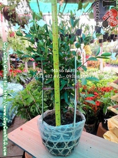 Cây Mai Chỉ Thiên (Cao 45cm – Ms: 04326)