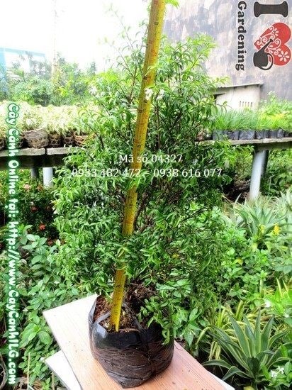 Cây Mai Chiếu Thủy (Cao 60cm – Ms: 04327)
