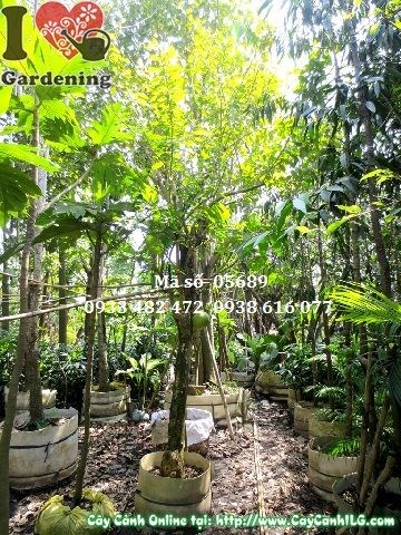 Cây Đào Tiên Có Trái (Cao: 3m – Ms: 05689)