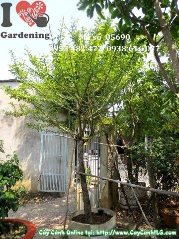 Cây Đào Tiên Tán Tròn Đều (Cao 3m – Ms: 05690)