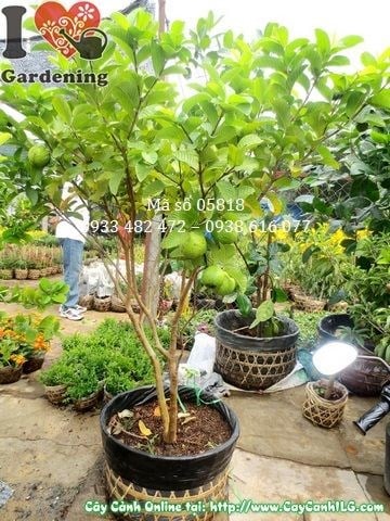 Cây Ổi Ngọt Có Trái (Cao 1,3m – Ms: 05818)