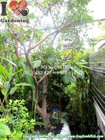 Cây Bưởi Da Xanh (Cao 3,5m – Ms: 05819)