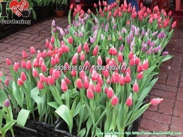 Cây Hoa TuLip (Ms: 25451)