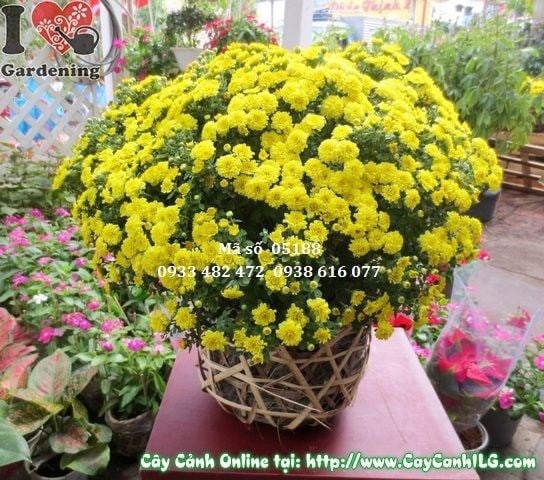 Cây Hoa Cúc Mâm Xôi (Cao: 35cm – Ms: 05188)